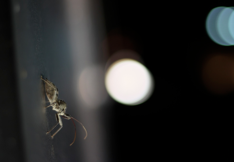 Illustration for article titled Shooting Challenge: Bugs 1